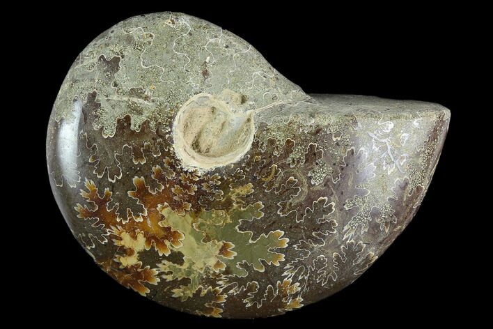 Bargain, Polished Ammonite (Cleoniceras) Fossil - Madagascar #119060